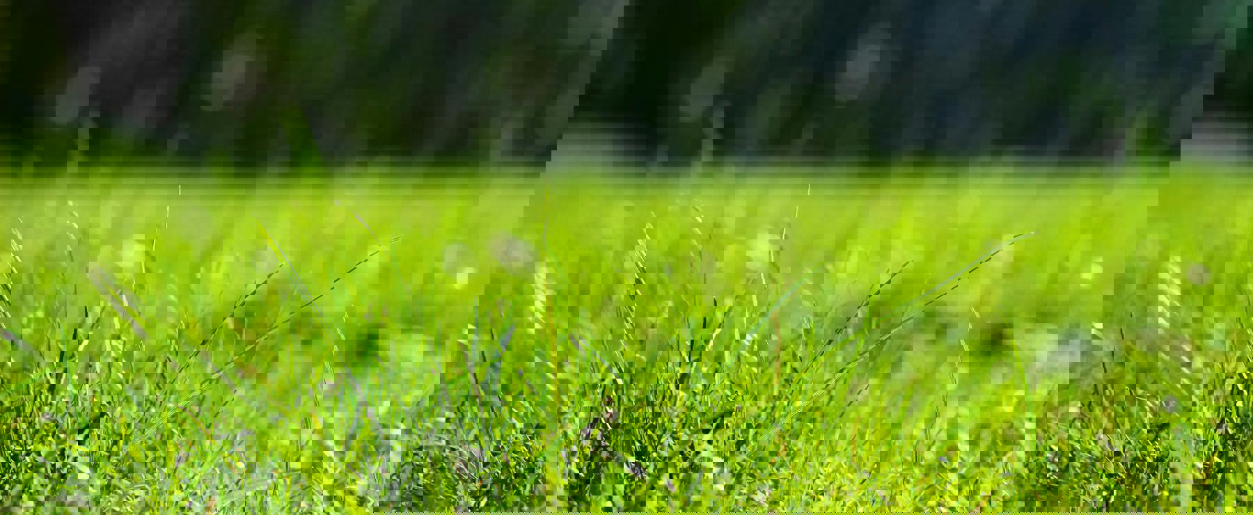 Grass Onehundredseventyfive Cxr73pwfp O Unsplash