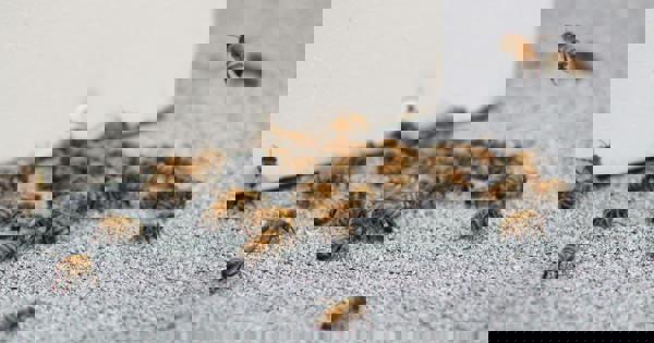 Wasp Meggyn Pomerleau